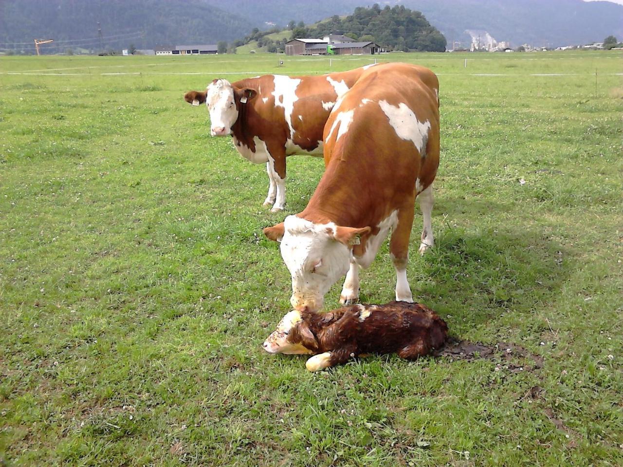 Waldschoenau Kirchbichl Dış mekan fotoğraf